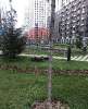 Сдам студию в Москве, м. Улица Скобелевская, Ленинский г.о. рабочий пос. Дрожжино Южная ул. 3к2, 19.5 м²