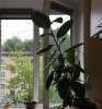 Сдам комнату в 2-к квартире, Кременчугская ул. 42к1, 11 м²